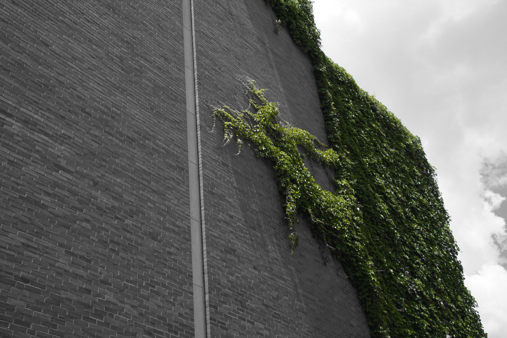 Vines